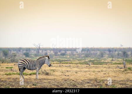 Pianure zebra (Equus quagga) su savana secca durante il tramonto, Kruger National Park, Sudafrica Foto Stock