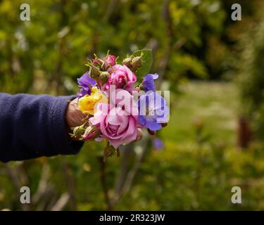 Primo piano di un bouquet estivo di fiori portato a mano visto su uno sfondo verde sfocato. Foto Stock