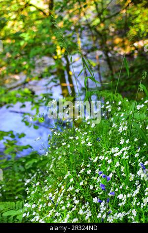 Wild Flowers, Hardcastle Crags, Hebden Bridge Foto Stock