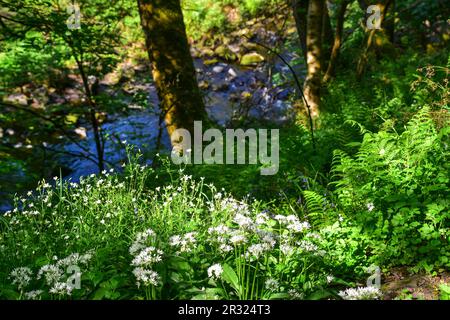Wild Flowers, Hardcastle Crags, Hebden Bridge Foto Stock