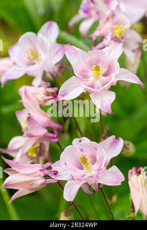 Aquilegia vulgaris nomi comuni includono: Europeo colombina, comune colombina, granny's nightcap, e granny's cofano Foto Stock