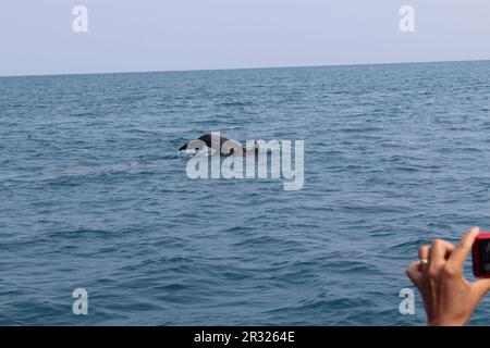 Tre delfini tursiopi comuni (Tursiops truncatus) nuotano in acque blu limpide Foto Stock