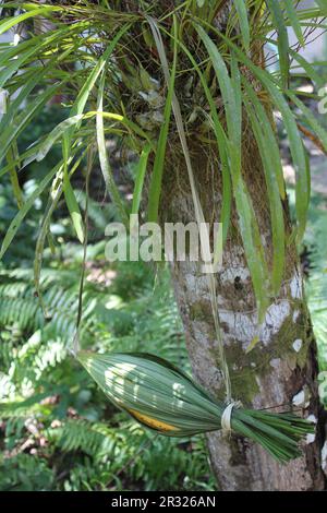 Tradizionale borsa maya realizzata con una foglia di palma per trasportare una banana appesa ad un albero con una pianta di Orchidea Foto Stock