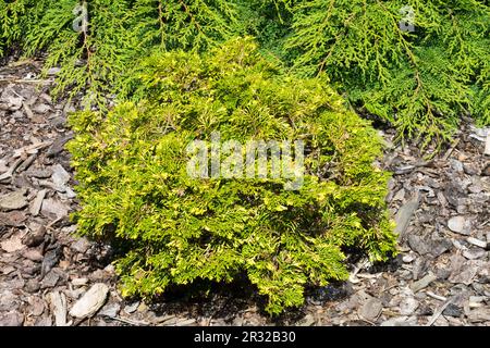 Conifera nana a crescita lenta Cypress giapponese 'scintille', Chamaecyparis ottusa 'scintille', Cypress moquette Microbiota decussata Foto Stock