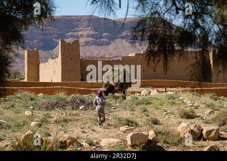 Fango e adobe architettura, Ifri kasbah, Ziz valle del fiume, montagne dell'Atlante, Marocco, Africa. Foto Stock