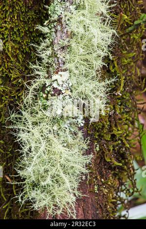 Il vecchio uomo la barba dell impianto, muschio Spagnolo, Tillandsia usneoides Foto Stock