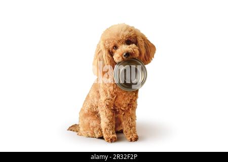 Toy Poodle con ciotola vuota e - concetto di alimentazione del cane e dieta Foto Stock