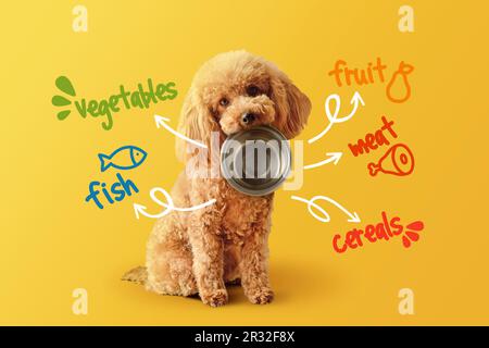 Toy Poodle con ciotola vuota e nutrienti alimentari scritti su sfondo giallo - concetto di alimentazione e dieta alimentare per cani Foto Stock