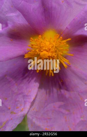 Estepa Blanca (cistus albidus). Puig de randa.Llucmajo-Algaidar.Mallorca.Baleares.España. Foto Stock