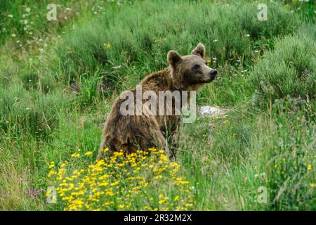 Oso pardo europeo (Ursus arctos arctos), Les Angles, pirineos catalanes, comarca de Capcir, Francia. Foto Stock