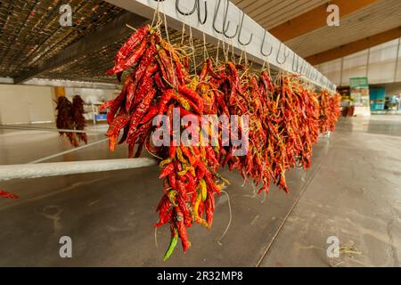 Tap De Corti Peppers, Finca Son Roca, -Amadip-Ement, Son Ferriol, maiorca, isole baleari, spagna, europa. Foto Stock