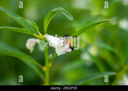 Insetti e api stanno raccogliendo miele dal fiore. Il sesamo è una stagione calda annuale, proprio come le marigolds o le zinnie, dalla pianta di Pedaliaceae Foto Stock