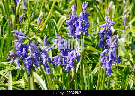 Piccolo gruppo di Bluebells Foto Stock