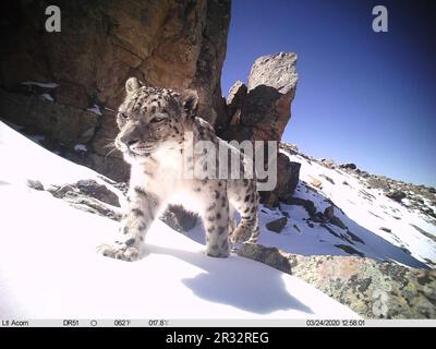 (230522) -- LHASA, 22 maggio 2023 (Xinhua) -- questa foto scattata da una macchina fotografica a infrarossi mostra un leopardo di neve nell'area della riserva del Monte Qomolangma nella regione autonoma del Tibet del sud-ovest della Cina. PER ANDARE CON 'oltre 100 leopardi di neve stimati in Qomolangma Reserve' (Qomolangma Snow Leopard Protection Center/Handout via Xinhua) credito: Xinhua/Alamy Live News Foto Stock