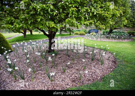 Medaglie e Narciso nel Potager al Castello di Grimsthorpe Foto Stock