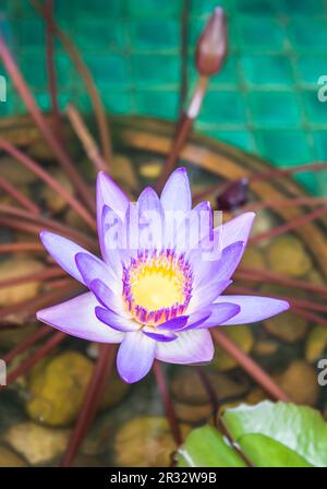 Close up violetta lotus in piscina Foto Stock