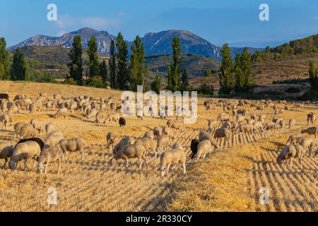 Pecore pacificamente pacificamente nelle montagne dei Paesi Baschi. Spagna Foto Stock