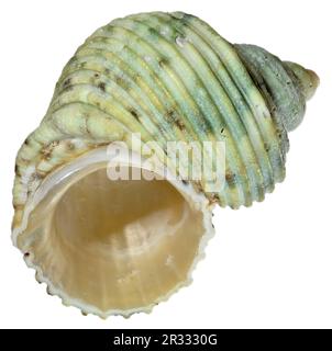 Turban / Turbo shell con bocca d'argento (Turbo Argyrostomus) c4cm cm di traverso Foto Stock