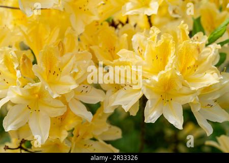 Azalea gialla, molla di Rhododendron, macchia fiorendo in primavera. Fiori lussureggianti di rododendro sono gialli. Cespuglio fiorito. Foto di alta qualità Foto Stock