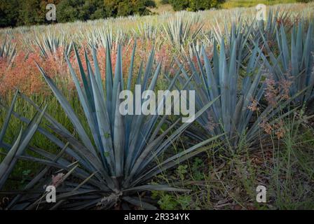 Blue Agave è utilizzato nella produzione di Tequila Foto Stock