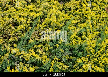 Ginepro strisciante, copertura di terra di Juniperus 'Wiltonii' e Juniperus 'Golden Carpet', Juniperus horizontalis 'Golden Carpet' Foto Stock