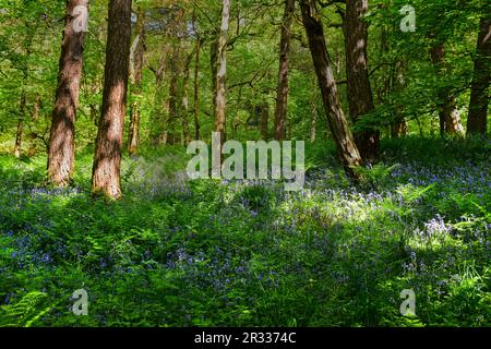 Bluebells, Hardcastle Crags, Hebden Bridge Foto Stock