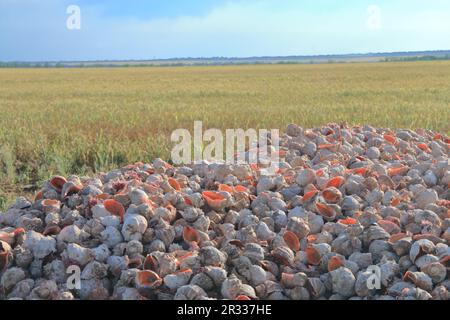 La foto è stata scattata nella regione di Odessa in Ucraina. L'immagine mostra una montagna di conchiglie di molluschi chiamati stupri. Foto Stock