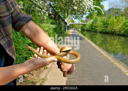 London St Johns Wood Regents Canal Springtime una persona in possesso di un serpente escolapico che vive lungo il canale Foto Stock