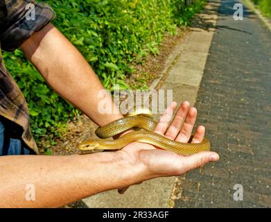 London St Johns Wood Regents Canal Springtime e una persona che detiene un serpente di Eesculapia che vive lungo il canale Foto Stock