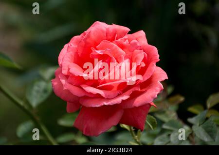 Vista ravvicinata dell'elegante rosa di salmone rosa America con foglie verdi Foto Stock