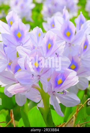 Fiore più bello e colorato in Bangladesh acqua giacinto fiore Foto Stock