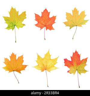 Collage di foglie di acero Foto Stock