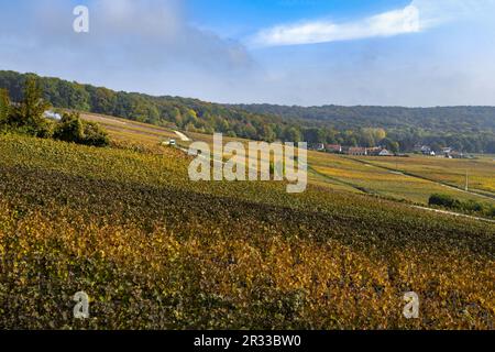 Vigneti nella regione Champagne, Francia Foto Stock