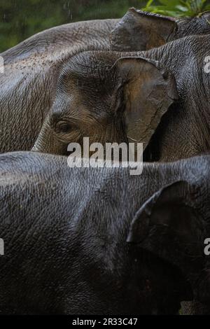 Elefanti di Sumatran a Tangkahan, Sumatra settentrionale, Indonesia. Foto Stock
