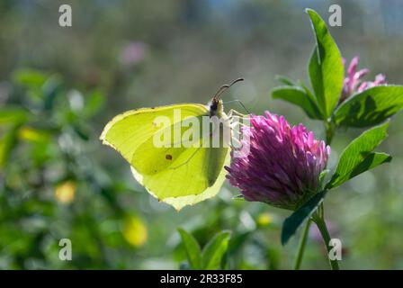 Farfalla su fiore viola di trifoglio Foto Stock