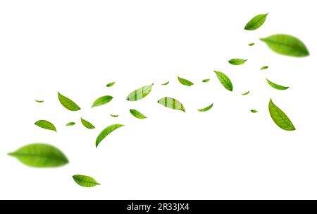 Foglie realistiche di tè verde in movimento Illustrazione Vettoriale