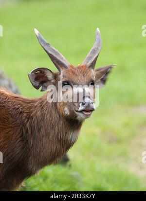 Maschio di marshbuck - Tragelaphus spekii Foto Stock