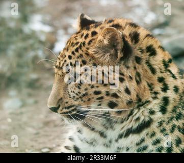 Ritratto di Janav leopard - Panthera pardus Foto Stock
