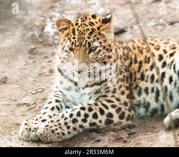 Giovane leopardo di javan (Panthera pardus) che ha riposo Foto Stock