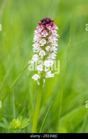 Orchidea bruciata o orchidea bruciata nota anche come Neotinea ustulata - Orchis ustulata -, Valle del Isil, Lleida, Spagna Foto Stock