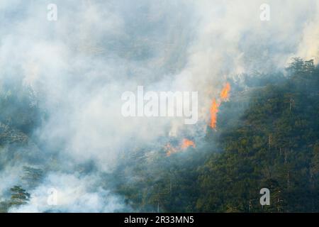 Incendio della foresta a Hochmahdkopf Tirolo Foto Stock
