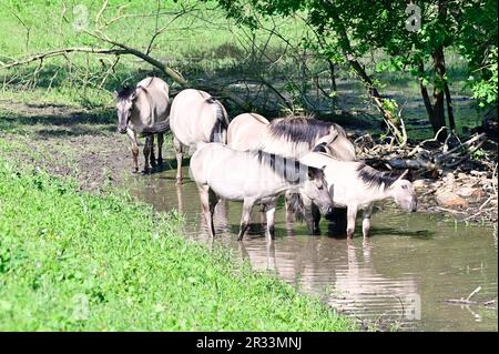 Bassa Austria, Austria. Cavalli Konik nella riserva WWF di Marchegg in bassa Austria Foto Stock