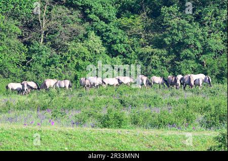 Bassa Austria, Austria. Cavalli Konik nella riserva WWF di Marchegg in bassa Austria Foto Stock