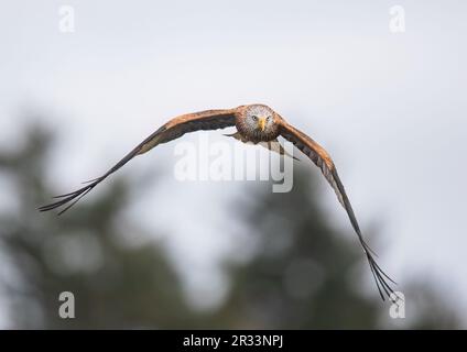 Primo piano di un agile e colorato Red Kite (Milvus milvus) in volo . Riportato dall'orlo dell'estinzione nel Regno Unito . Suffolk Foto Stock