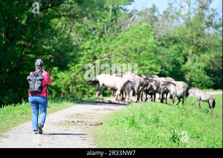 Bassa Austria, Austria. Cavalli Konik nella riserva WWF di Marchegg in bassa Austria Foto Stock