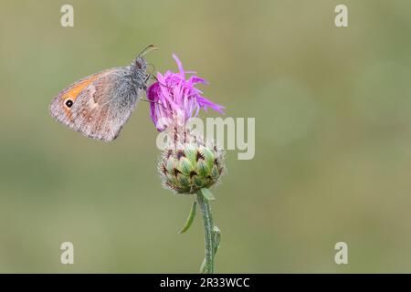 Grande occhio di bue (Maniola jurtina) Tirolo, Tirolo Foto Stock