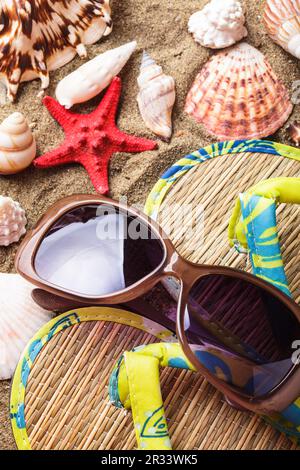 Conchiglie sulla sabbia Foto Stock