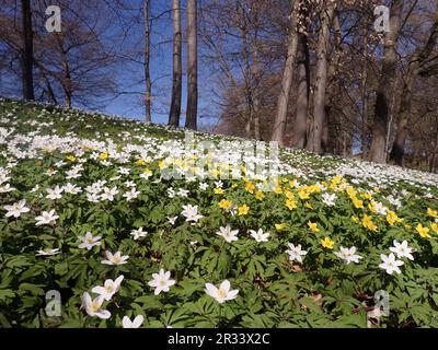 Anemonoides nemorosa nel parco del castello di Hohenzieritz, Mecklenburgische Seenplatte, Germania Foto Stock