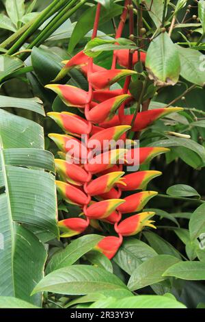 Arbusto Heliconia Wagneriana Foto Stock