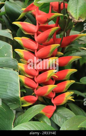 Arbusto Heliconia Wagneriana Foto Stock